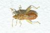 Daclera punctata